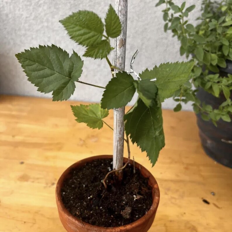 Puede incluir: Una peque&ntilde;a planta verde con un solo tallo que crece en una maceta de terracota. La planta est&aacute; atada a una estaca de madera con una cuerda blanca.