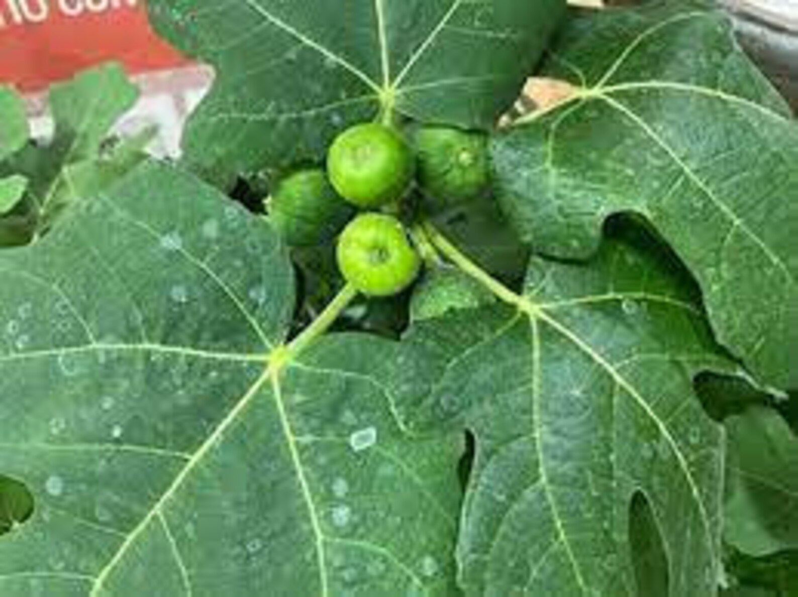 Fignominal Fig Tree Dwarf Fig Tree Ficus Carica Live Tree Etsy