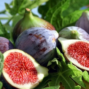 Black Mission Fig Tree Starter Plant - 4-6 Inches Black Fig Tree Starter Ficus Carica &#39;Mission&#39; - Fig Tree Plant - Edible Figs