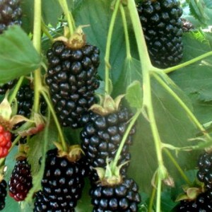 Puede incluir: Primer plano de un arbusto de moras con moras maduras colgando de las ramas. Las bayas est&aacute;n agrupadas y tienen un color morado oscuro brillante.