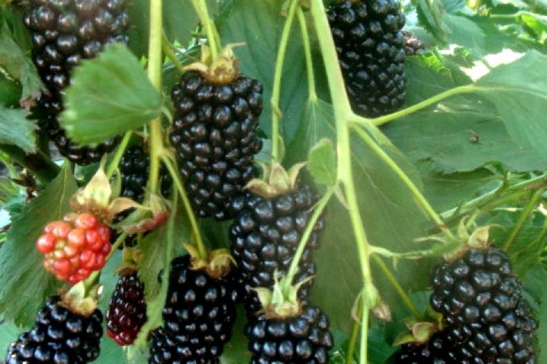 Puede incluir: Primer plano de un arbusto de moras con moras maduras colgando de las ramas. Las bayas est&aacute;n agrupadas y tienen un color morado oscuro brillante.