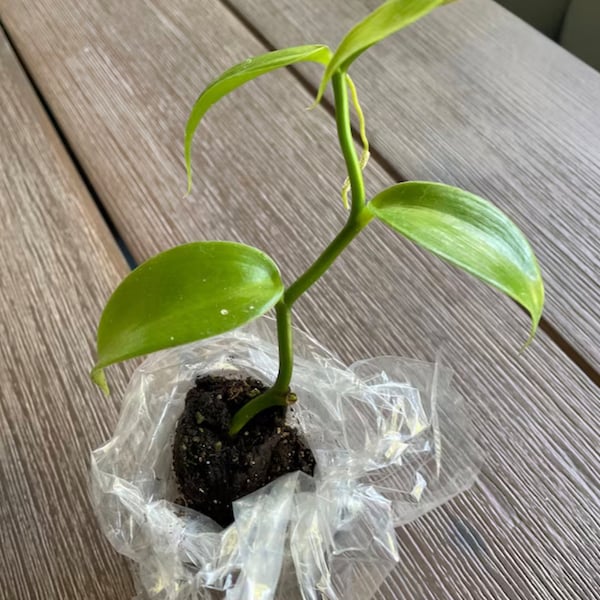 Vanilla Bean Orchid Starter Plant - Vanilla Planifolia - Starter - 6-10 inches - Vanilla Vine - Vanilla Orchid Vine - Vanilla Bean Plant