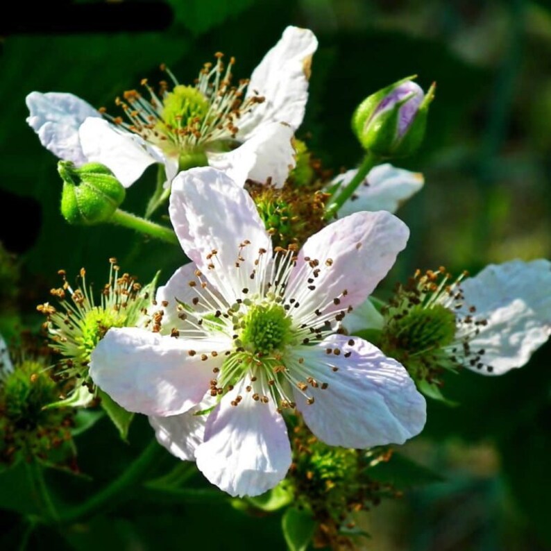 Puede incluir: Primer plano de flores blancas de zarzamora con polen marr&oacute;n y hojas verdes.