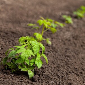May include: A row of young green plants growing in brown soil. The plants have large, pointed leaves and are evenly spaced apart.