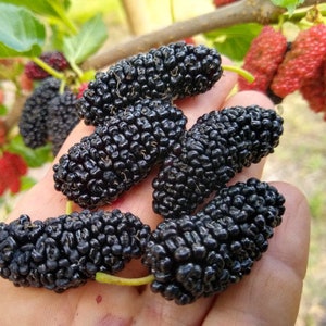 Illinois Mulberry Tree Starter Plant Everbearing Fruit Tree Edible Fruit Tree 4 to 8-inch starter plant Morus alba x rubra starter image 10