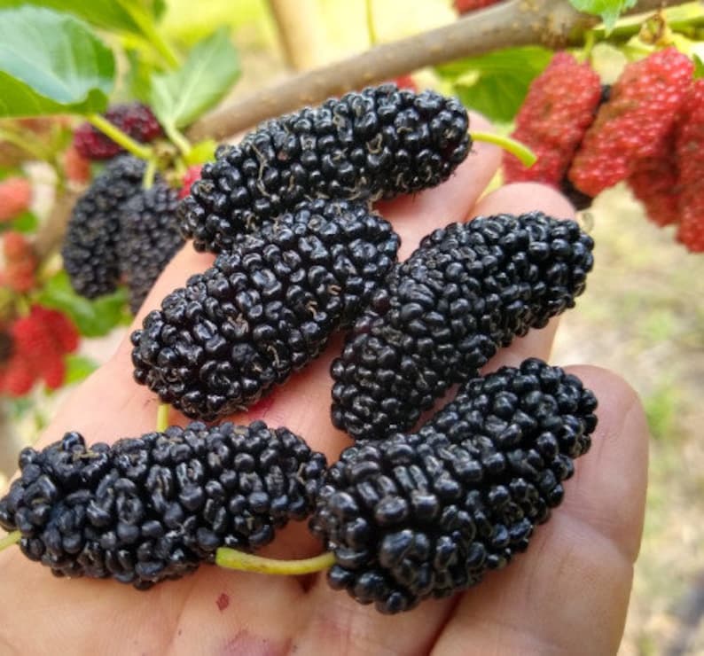 Illinois Mulberry Tree Starter Plant Everbearing Fruit Tree Edible Fruit Tree 4 to 8-inch starter plant Morus alba x rubra starter image 10