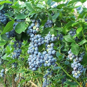 Jewel Blueberry Starter Plant - Vaccinium High Bush Blueberry - Live Bush - Blueberry Bush - Blueberry Plant - Fruit Bush - Edible Blueberry