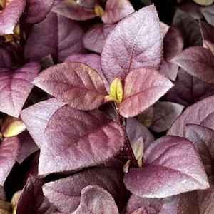 Little Ruby Alternanthera Live Starter Plants, Deep Red Foliage, Tropical Garden Accent (4–8 in)