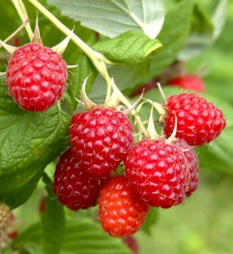 Red Caroline Raspberry Caroline Raspberry, Live Starter Plant, Everbearing Red Raspberry ...