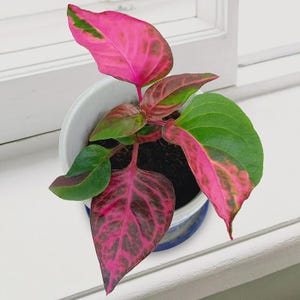 Puede incluir: Una planta en maceta con hojas rosas y verdes vibrantes. Las hojas tienen un gradiente de color llamativo, que va del rosa intenso al verde. La planta está en una maceta de cerámica blanca y azul, colocada en un alféizar blanco.