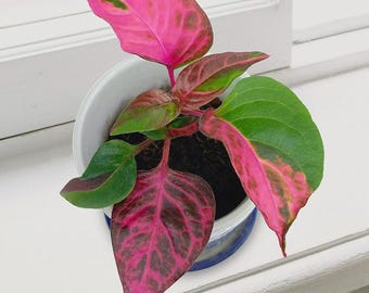 Puede incluir: Una planta en maceta con hojas rosas y verdes vibrantes. Las hojas tienen un gradiente de color llamativo, que va del rosa intenso al verde. La planta está en una maceta de cerámica blanca y azul, colocada en un alféizar blanco.