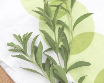 Live Stevia 3 Plants, Natural Sugar-Free Herb, Grow Your Own Sweetener (3-5 in)