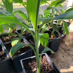 Veinte Cohol Banana Tree Starter Plant - 3-5 inches Live Banana - Fast Growing Banana Tree - Live Banana Plant - Banana Tree
