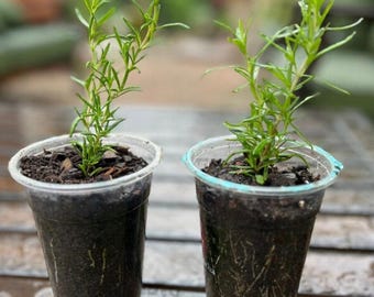 Arp Rosemary, Live Starter Plant, Cold Hardy Herb, Bee Friendly, Culinary Rosemary, 2 Plants, 3–5 in