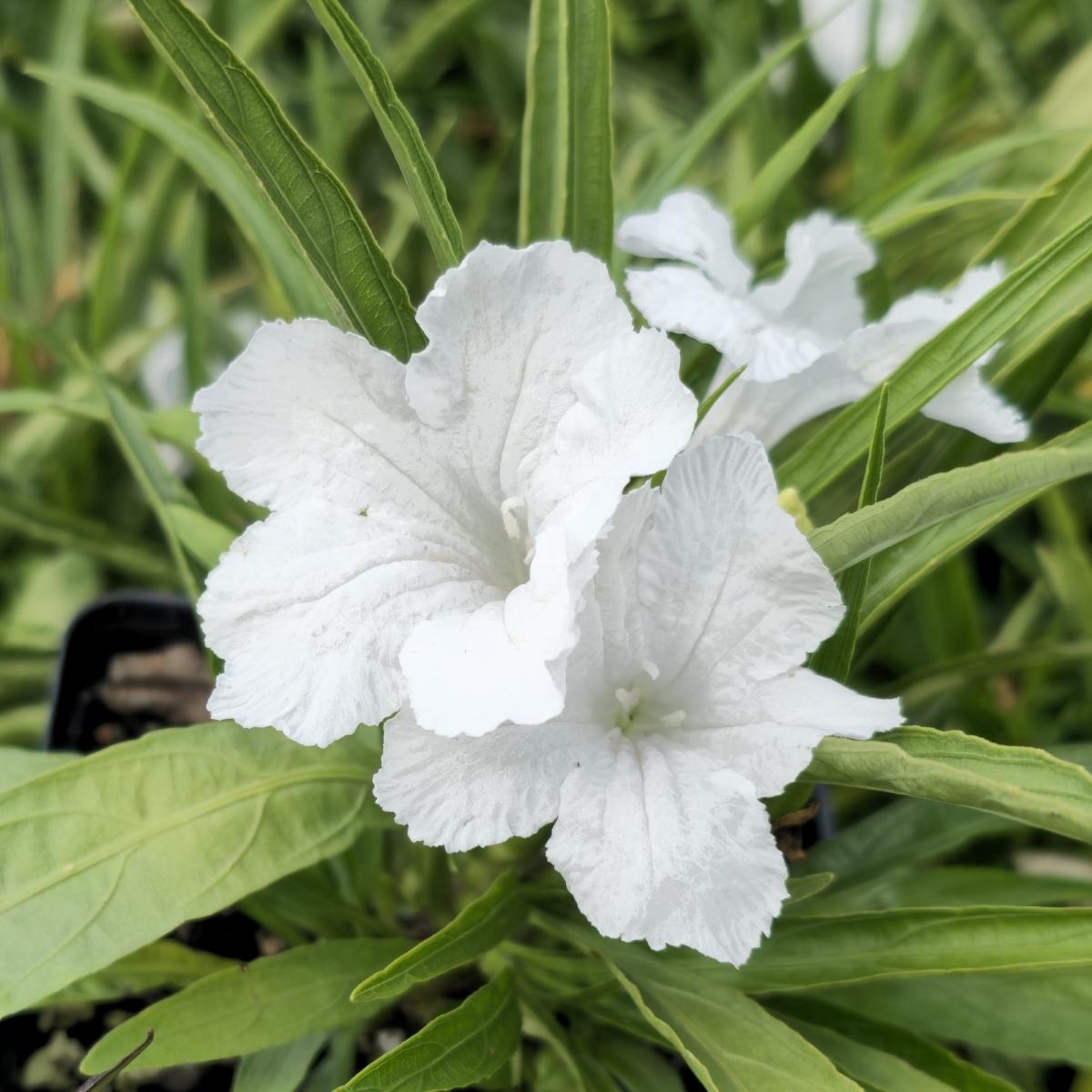 2 Ruellia Katie's Dwarf White Starter Plants, Pure White Mexican ...
