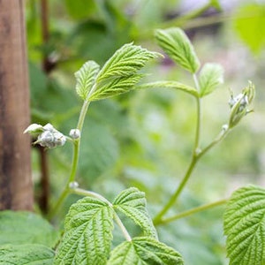 May include: Close-up of a green raspberry plant with new growth and leaves.