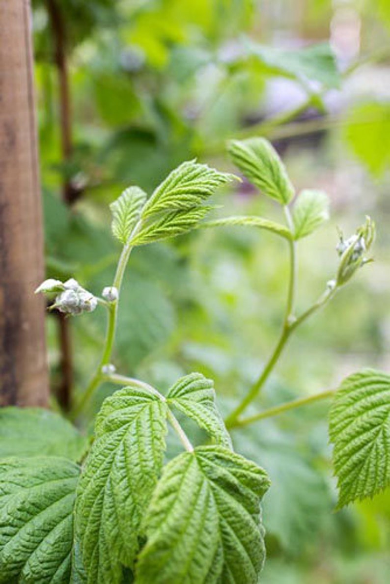 May include: Close-up of a green raspberry plant with new growth and leaves.
