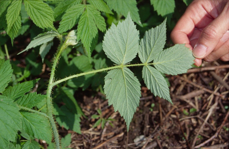 May include: A close-up of a green plant with a single leaf. The leaf is divided into five leaflets and has a serrated edge. The stem of the plant is covered in small, sharp prickles.