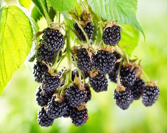 May include: A close-up of a cluster of ripe blackberries on a branch with green leaves. The blackberries are a deep, shiny black color, and the leaves are a vibrant green. The background is a soft, blurred green.