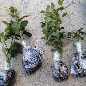 May include: Four potted plants with green leaves wrapped in clear plastic and tied with green string. The plants are sitting on a gray concrete surface.