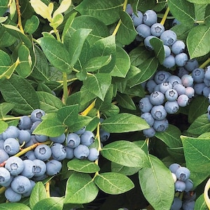 Tophat Dwarf Blueberry Starter Plant - Top Hat Blueberry Bush - Live Plant 4-6 inch Tall - Starter Berry - Edible Fruit Bush - Top Hat Bush
