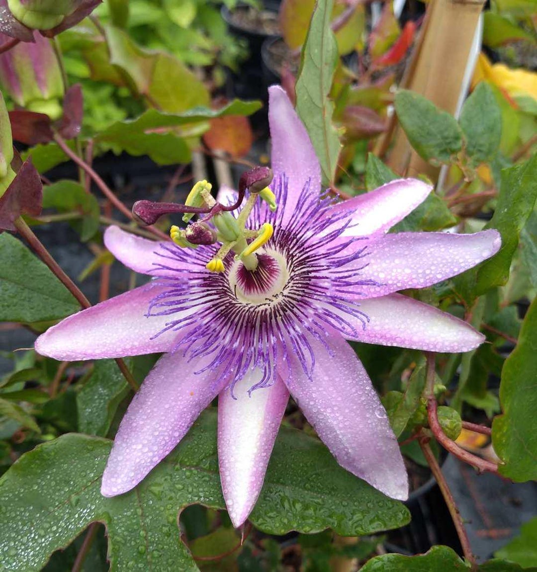 Lacy Lavender Passion Flower Plant, Climbing Vine, Butterfly Attractor ...