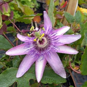 Puede incluir: Primer plano de una flor de la pasión con delicados pétalos en tonos lavanda y blanco, acentuados por un centro púrpura oscuro y patrones radiales intrincados. La flor está cubierta de diminutas gotas de agua. El follaje verde rodea la flor.