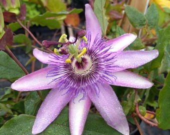 Op de afbeelding: Close-up van een passiebloem met delicate bloemblaadjes in tinten van lavendel en wit, geaccentueerd door een dieppaarse kern en ingewikkelde radiale patronen. De bloem is bedekt met kleine waterdruppels. Groene bladeren omringen de bloem.