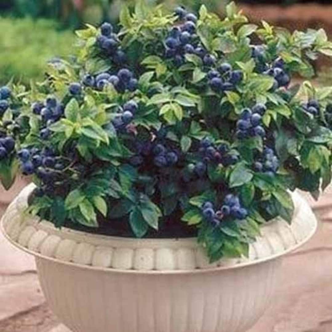 Emerald Blueberry Plant Southern Highbush Blueberry Plant Fruit Bush