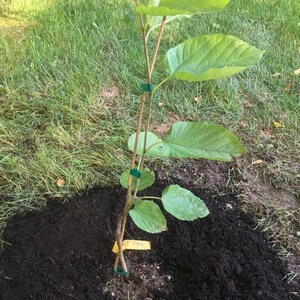 Illinois Mulberry Tree Starter Plant Everbearing Fruit Tree Edible Fruit Tree 4 to 8-inch starter plant Morus alba x rubra starter image 4