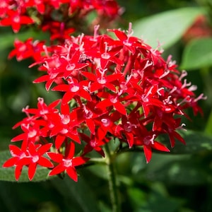 May include: Close-up of a cluster of vibrant red star-shaped flowers. The petals are a deep, rich red with white centers, creating a striking contrast. The flowers are in full bloom, with green leaves in the background.