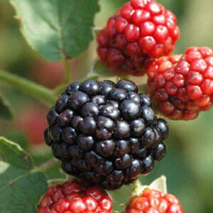 Puede incluir: Primer plano de moras maduras negras y rojas en una rama verde con hojas.
