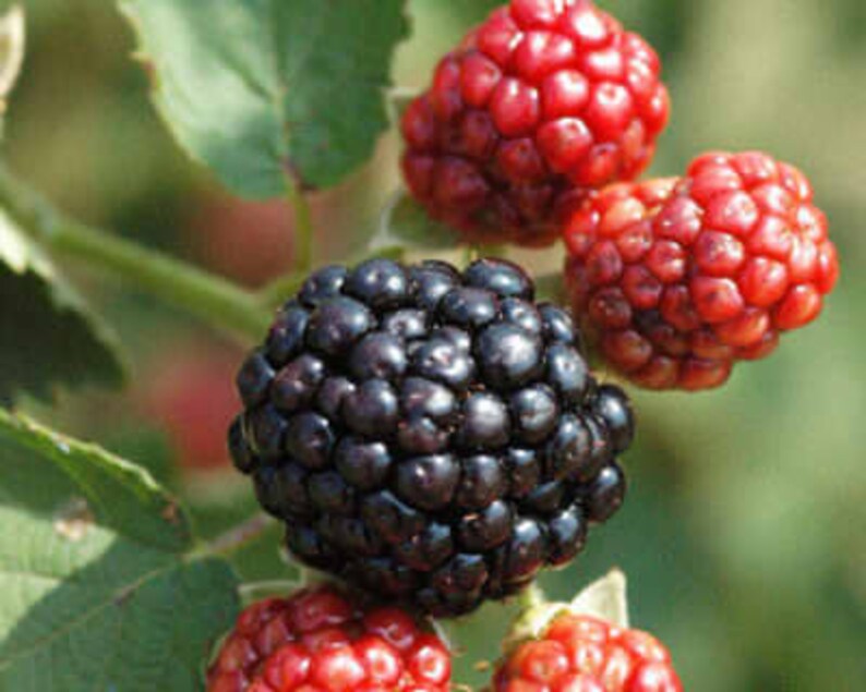 Puede incluir: Primer plano de moras maduras negras y rojas en una rama verde con hojas.