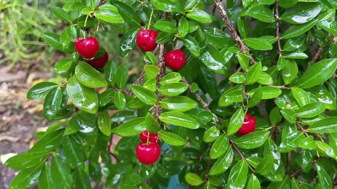 Dwarf Barbados Cherry Tree Starter Plant Dwarf Acerola Cherry Barbados