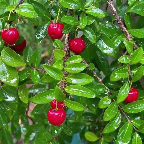 Dwarf Barbados Cherry Tree Starter Plant - Dwarf Acerola Cherry - Barbados Cherry - Wild Crapemyrtle - Acerola - Manzanita -Malpighia glabra