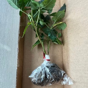 Navaho Blackberry, 2 Live Starter Plants, Thornless Berry Bush, Sweet High-Sugar Berries, 4–8 in image 6