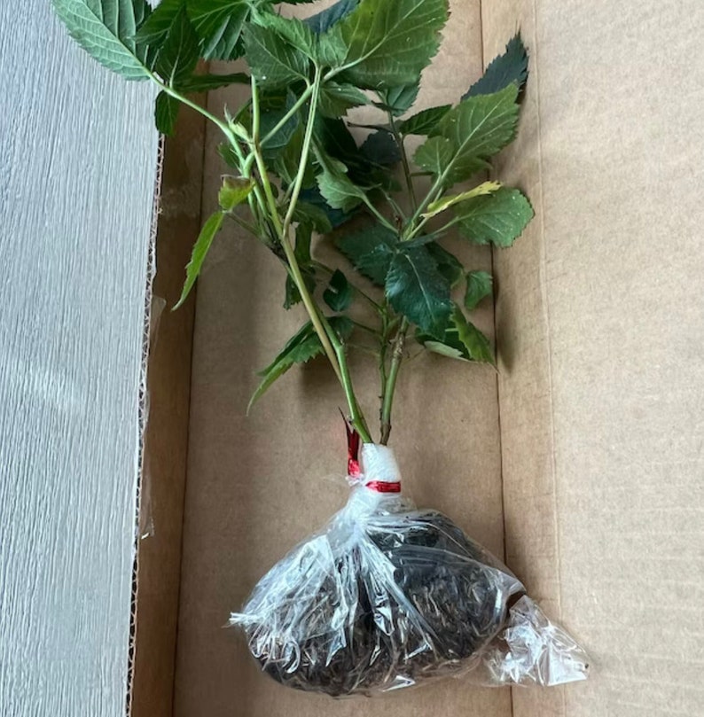 Navaho Blackberry, 2 Live Starter Plants, Thornless Berry Bush, Sweet High-Sugar Berries, 4–8 in image 6
