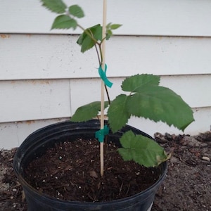Navaho Blackberry, 2 Live Starter Plants, Thornless Berry Bush, Sweet High-Sugar Berries, 4–8 in image 2