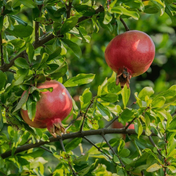 Wonderful Pomegranate Tree Starter Plant - Punica granatum - Pomegranate Tree - Fruit Tree - Edible Pomegranate - Pomegranate Starter Plant