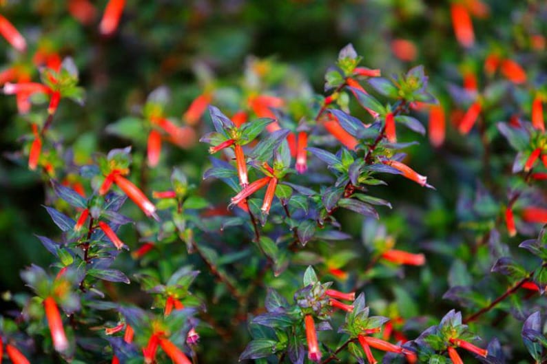 Hummingbird Strub Big Cigar Cuphea, 2 Live Starter Plants, Tropical Flowering Shrub ...