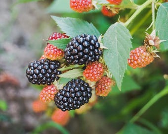 Osage Blackberry, 2 Live Starter Plants, Thornless Berry Bush, Sweet Early Season Berries, 4–8 in