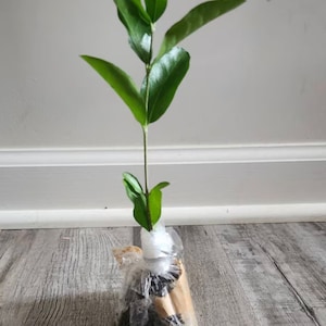 Barbados Cherry Tree Starter Plant - Acerola Cherry Tree - Moringa Tree - Jamaican Cherry Tree - Cherry Tree Starter - Acerola Cherry