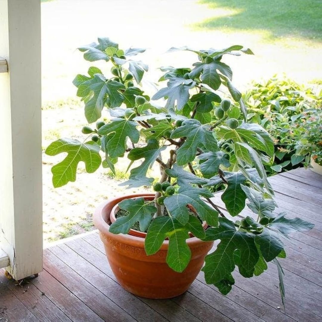 Fignomenal Fig Tree Dwarf Fig Tree Ficus Carica Live Tree Plant Dwarf ...