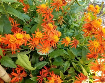 Mexican Flame Vine, 2 Live Starter Plants, Senecio Confusus, Orange Tropical Climbing Vine, 4–8 in