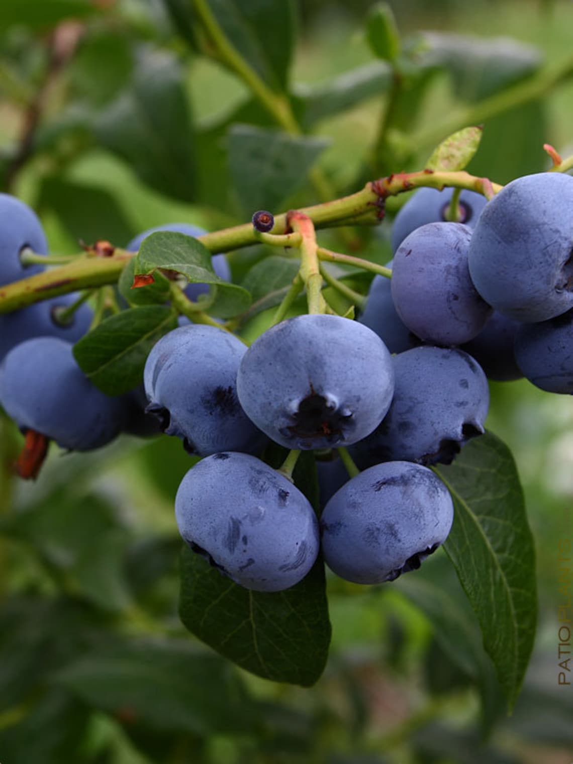 Jewel Blueberry Plant Vaccinium High Bush Blueberry Live Etsy
