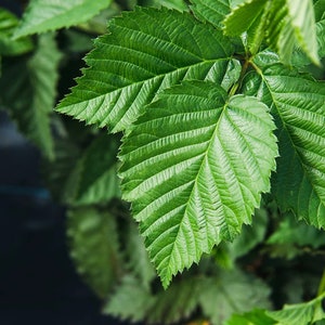Natchez Thornless Blackberry Starter Plant - Live 4-6 inch Starter - Blackberry Plant - Edible Blackberry - Thornless Berry Bush