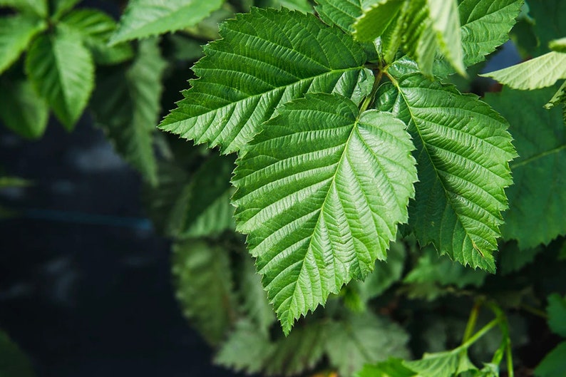 Puede incluir: Primer plano de una planta verde de hojas con un fondo oscuro. Las hojas tienen una textura veteada.