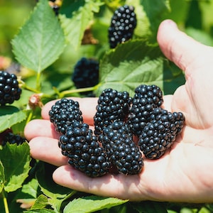 May include: A cluster of ripe, dark purple blackberries resting in an open palm, with additional blackberries and green serrated leaves visible on the plant in the background, showcasing the textured surface of the fruit.