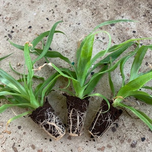 May include: Three small green plants with roots showing, potted in brown biodegradable pots. The plants are on a light gray concrete surface.