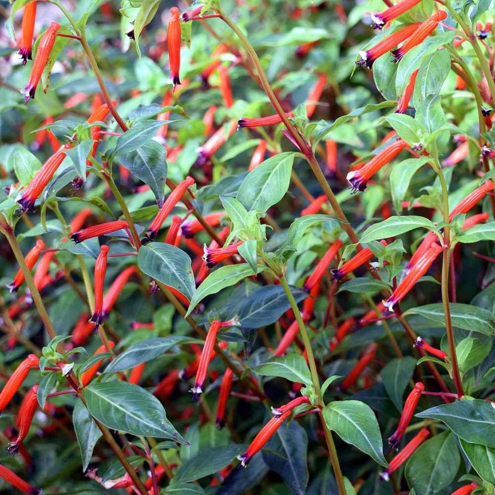 cigarette plants Cigar Plants